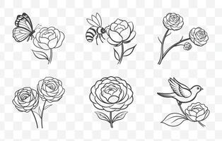 Comprehensive Ranunculus Line Art Collection with Detailed Floral Designs for Artistic and Graphic Projects vector