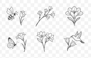 Print Elegant Freesia Line Art Set with Detailed Flower Illustrations for Floral Design and Decoration vector