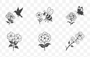 Print Phlox Flower Line Art Set Botanical Illustrations of Phlox Blossoms for Design and Art Projects vector
