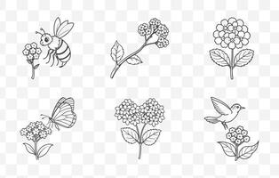 Print Heliotrope Line Art Collection Elegant and Detailed Botanical Illustrations of Heliotrope Flowers and Leaves vector