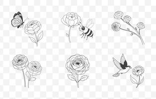 Comprehensive Ranunculus Line Art Collection with Detailed Floral Designs for Artistic and Graphic Projects vector