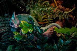 A green chameloen is perched on a branch in a cage that resembles a colorful rainforest. photo