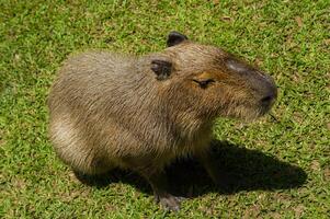 A capybara on the grass in daylight photo