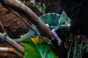 A green chameloen is perched on a branch in a cage that resembles a colorful rainforest. photo