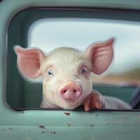 A cute pink piglet with light blue eyes peeks out of the window of a car photo