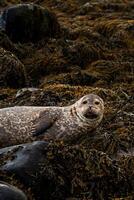 Golden seal sleeping at Ytri Tunga beach Iceland. Harbor seals, Western fjords, Iceland. Harbor seals in the waters of the Skotur fjord near Litlibaer, Western Fjords, Iceland photo
