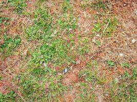 grass that has started to dry and empty until you can see the ground photo