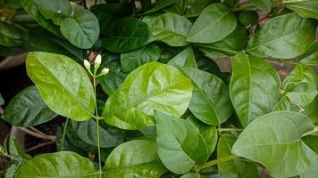 close-up of green leaves and jasmine flower buds with focus on one leaf in the foreground that has a small cluster of tiny white jasmine flowers photo