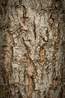 Tree bark texture, high gain tree texture photo
