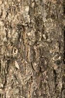 Tree bark texture, high gain tree texture photo