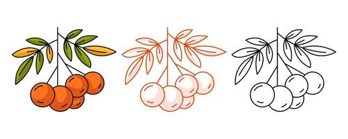 Rowan branch with edible red berries, healthy nutrition. Colorful and line icon set. Botanical flat outline icon, monochrome and color illustration. For logo, sticker, coloring book, label vector