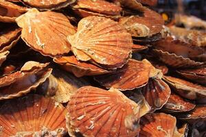 Fresh Pilgrim scallops or Pecten jacobaeus shell in market photo