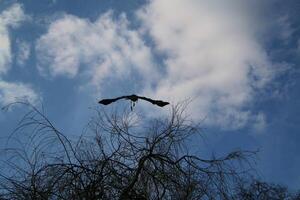 A view of a Heron in flight photo