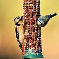 A view of a Great Spotted dpecker photo