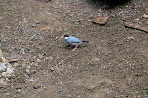 A close up of a Java Sparrow photo