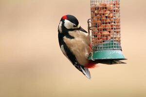 A view of a Great Spotted dpecker photo