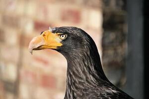 A close up of a Stella Eagle photo