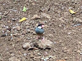 A close up of a Java Sparrow photo