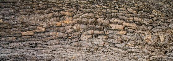 Close-up of tree bark texture background showcasing natural wood patterns and rough grainy surface, ideal for eco-friendly projects and nature-themed designs. Organic material and carbon neutrality. photo