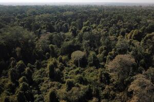 A view of a forest from a plane photo