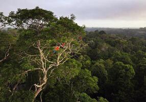 A tree with red birds in it in the middle of a forest photo