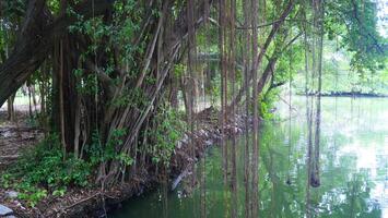Benjamin fig tree with aerial roots photo