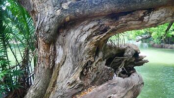 The tree trunk has a unique and beautiful shape photo