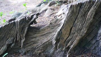 Tree stumps, tree bases and roots, which are old and decayed photo