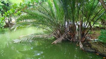 Atap palm tree grows on the edge of the pond photo