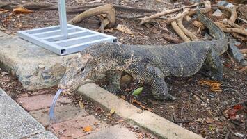 Water monitor crawling on the ground photo