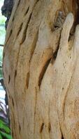 The tree trunk has a unique and beautiful shape photo