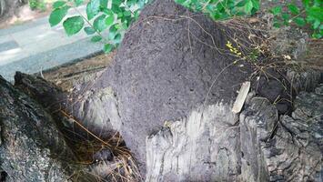Termite mounds that grow around tree roots photo