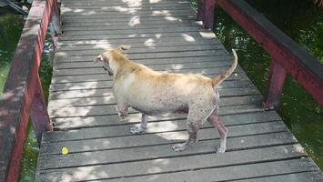 A dog is walking on the bridge with its back turned photo