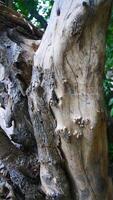 The tree trunk has a unique and beautiful shape photo