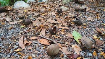 brown dried fruit of a plant photo