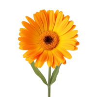 Calendula isolated on transparent background png