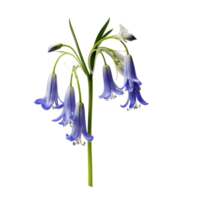 Bluebell isolated on transparent background png