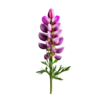 Lupin isolated on transparent background png