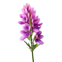 Lupin isolated on transparent background png