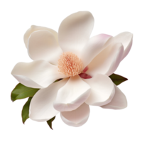 Magnolia isolated on transparent background png