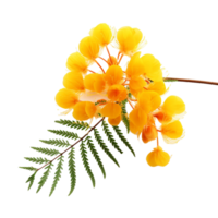 Mimosa flower isolated on transparent background png