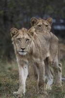 A young male lion walking towards the camera with his sibling behind him, Greater Kruger. photo