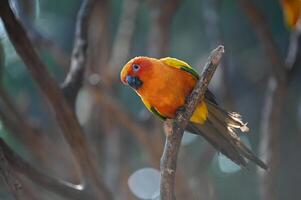 Colorful Parrot Perched on Branch. photo