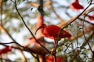 Scarlet Ibis Perched on Branch in Nature. photo