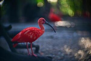 Scarlet Ibis Perched on Branch in Nature. photo