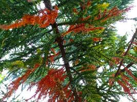 a close up view of a tree with red and green leaves photo