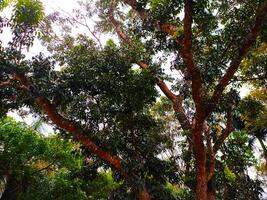 a large tree with many leaves and branches photo