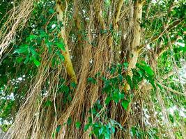 a large tree with many branches and leaves photo