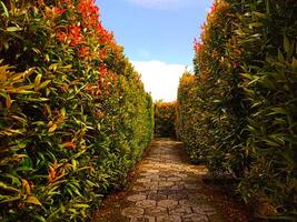 a pathway lined with bushes and trees photo