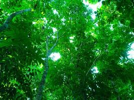 a view up into the canopy of a tropical forest photo